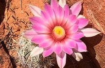 Private Valley of Fire Hiking and Sightseeing Adventure