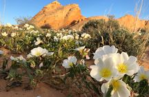 Private Valley of Fire Hiking and Sightseeing Adventure