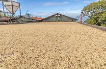 Private Kona Coffee and National Historic Parks Tour