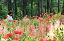 Nami Island, Alpaca World, Garden of Morning Calm tour from Seoul