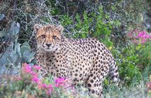 Free Roaming Cheetah Experience