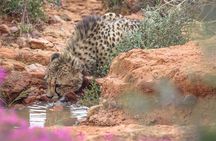 Free Roaming Cheetah Experience