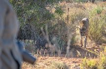 Free Roaming Cheetah Experience