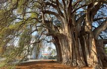 Bike tour to the Tule Tree and the Gastronomic Market