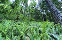 Half Day Guided Tour of Olympic National Park