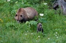 Banff Evening Ebike Wildlife Tour