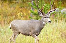 Banff Evening Ebike Wildlife Tour