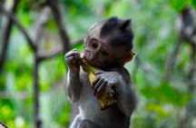 Private Full Day Tour to Ubud Highlights with Giant Swing 