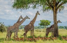 2 Days Mikumi Safari Tour from Zanzibar