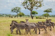 2 Days Mikumi Safari Tour from Zanzibar