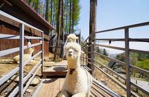 Nami Island/Alpaca/Rail Bike/Petite France/Morning Calm Tour