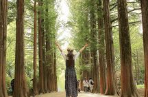 Nami Island/Alpaca/Rail Bike/Petite France/Morning Calm Tour