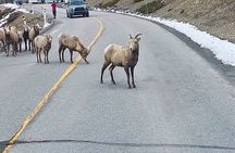 Banff National Park & Lake Louise FULL DAY PRIVATE TOUR 