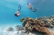 A Private TURTLE Tour on Rarotonga with Photography and Transfers