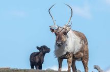 Wildlife Center with Lunch & Local Beer Sampling - Winter&Summer