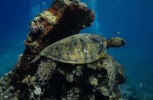 Sunset Glow Snorkel At Turtle Town With Photo & Video