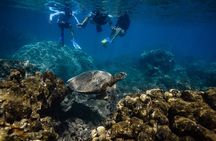 Turtle Town Snorkel With Photo and Video Turtle Guarantee