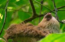 Sloth and Monkey Wild Life Tour 
