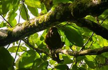 Sloth and Monkey Wild Life Tour 