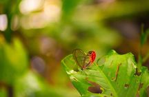 Wild Life Tour of Frog Sloths and Exotic Birds