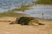 Bundala National Park Safari (ALL INCLUSIVE) PRIVATE TOURS