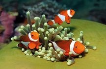 Palma Acquarium with Transfer
