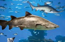 Palma Acquarium with Transfer