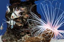 Palma Acquarium with Transfer