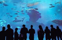 Palma Acquarium with Transfer
