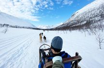 Dog Sledding: A Self-Drive Arctic Experience from Tromsø