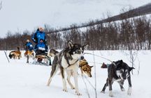 Dog Sledding: A Self-Drive Arctic Experience from Tromsø