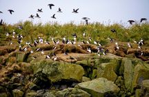 Wildlife Whale Watching and Puffin Tour in Reykjavik
