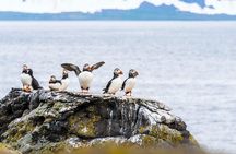 Wildlife Whale Watching and Puffin Tour in Reykjavik
