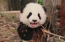 One Day Trip to Chengdu Panda Base and Leshan Buddha Tour