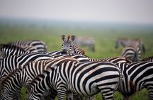 6 Days Serengeti Big Five Mid-Range Lodge Safari in Tanzania