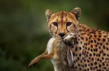 6 Days Serengeti Big Five Mid-Range Lodge Safari in Tanzania