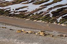 Excursion to the Valdés Peninsula from Puerto Madryn