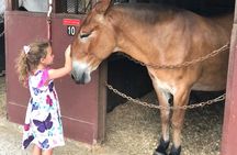 Mules in New Orleans Barn Tour