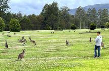 Wild Wombat and Kangaroo Day Tour from Sydney