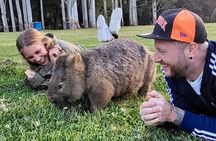 Wild Wombat and Kangaroo Day Tour from Sydney