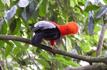 Cock of the Rock Birdwatching in Jardin with Professional Guide