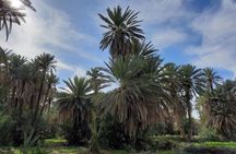 Day Trip to Taroudant and Tiout Oasis with Lunch