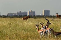 Nairobi National Park half-Day Tour; Free wifi Connection
