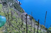 Vineyard Tour with Wine Tasting in Cinque Terre