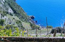 Vineyard Tour with Wine Tasting in Cinque Terre