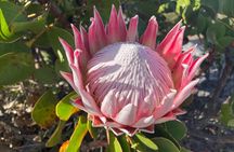 Guided Adventurous Table Mountain Hike Tour (Private Pickup)
