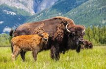 Yellowstone: Private Guided Tour