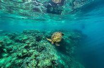 A Turtle Tour on Rarotonga - small groups, premium experience