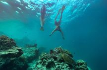 A Turtle Tour on Rarotonga - small groups, premium experience