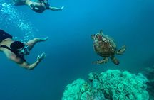 A Turtle Tour on Rarotonga - small groups, premium experience